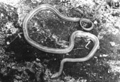 Chicken snake on mud floor of hammock