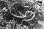 Chicken snake on mud floor of hammock