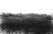 Swamp
