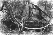 Eroded limestone