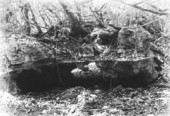 Eroded limestone