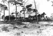 Building mounds in cactus plantation