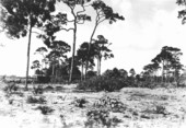 Building mounds in cactus plantation