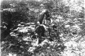 Root of Annona glabra