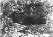 Bobcat den.