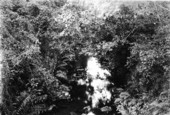 Overgrown stream