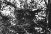 Table of eroded limestone