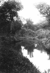 Canal in shore hammock