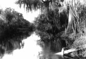 River bank lined with Taxodium