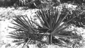 Sabal etonia in bloom