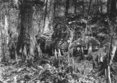 Taxodium