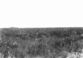 Prairie