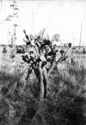 Opuntia ammophila with stout trunk and many branches