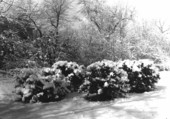 Snow scene