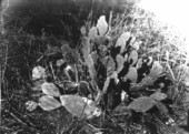 Opuntia tunoidea growing in the shade