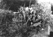 Opuntia tunoidea growing in the open