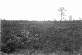 Okeechobee prairie