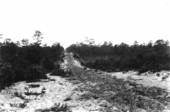 Trail through dense growth