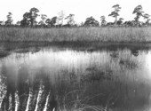 Saw-grass and pinelands