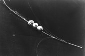 Nests of modeler wasp on sawgrass stem