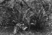 Acrostichum excelsum