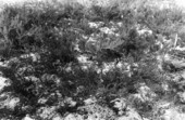 Plants in rocky soil