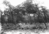 Leaning pine trees