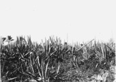 Sisal plants