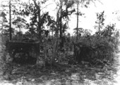 Tombs in pinelands