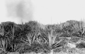 Sisal plants