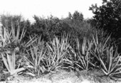 Sisal plants