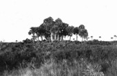 Sabal palmetto hammock on the prairie