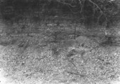 Shell midden partly excavated for road material