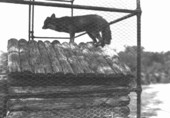 The first fox caught in South Florida