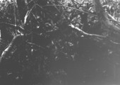 Tree branches and foliage