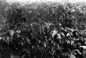 Ferns growing on rock face in fern grottoes