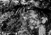 Various kinds of ferns growing on rock faces in fern grottoes