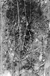 Rare orchid growing on trunk of royal palm