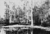 Taxodium