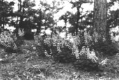 Lupines in flower