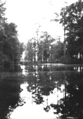 Taxodium swamp