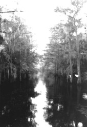 Aucilla River looking south after sundown