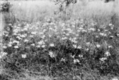 Wildflowers in bloom