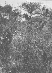 Wild pumpkin vines