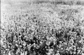 Wildflowers in bloom