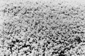 Dense growth of small plants
