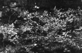 Ferns