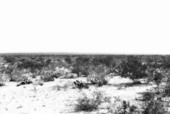 Western prairie