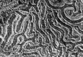 Fossil corals