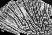 Fossil corals